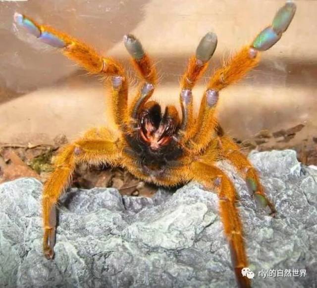 【dr 赵的世界爬宠文献快译】养只捕鸟蛛当宠物(tarantulas as pets)