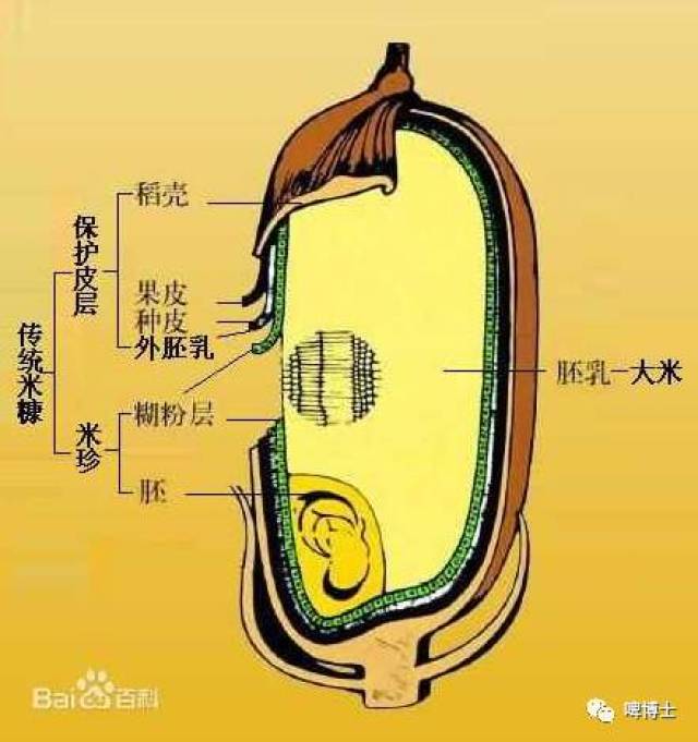 原因二:大米的结构特点