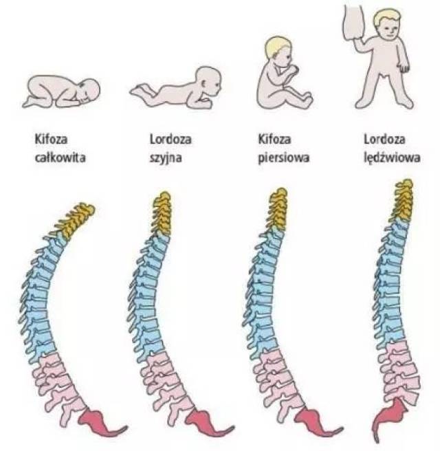那么脊柱的发育就可能出现畸形,不正常弯曲等情况,影响宝宝的正常发育