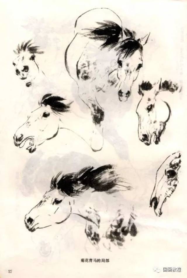 刘继卣画马技法与马的结构素描