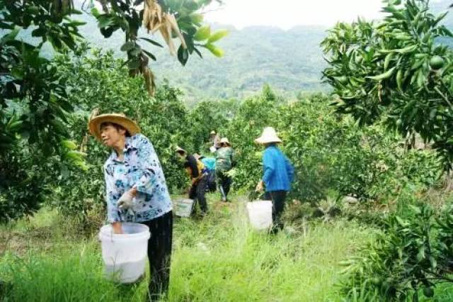 桃树施肥应适当深施,或深施与浅施相结合.