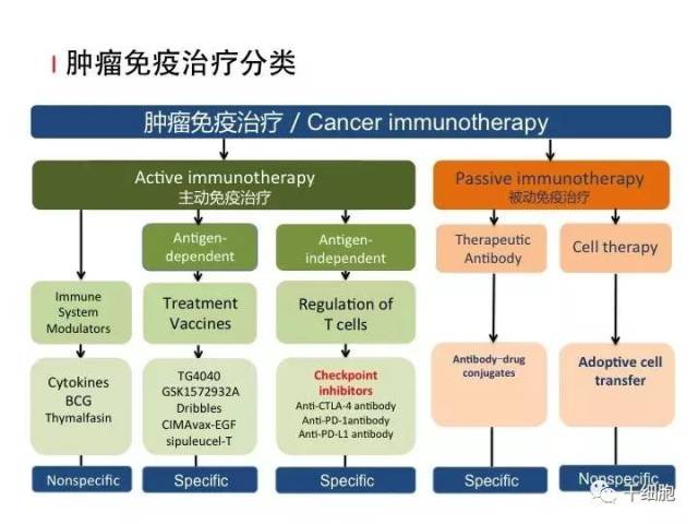 术后辅助免疫细胞治疗可提高肺癌患者生存率(附专家点评)