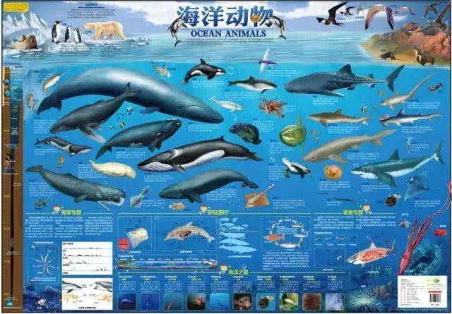 恐龙 海洋地图,天上飞的,地上跑的,海里游得,一个都不能放过!