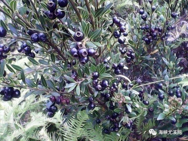 山上的野生蓝莓,一棵树上就长有很多的蓝莓,味道和买的很像味道更