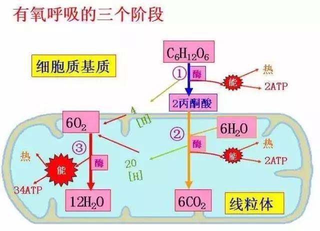 五,有氧呼吸与无氧呼吸的比较