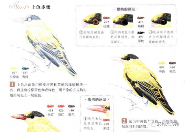 二,彩铅动物画教程 彩铅动物画重点和难点就是多动物毛发的刻画,毛发