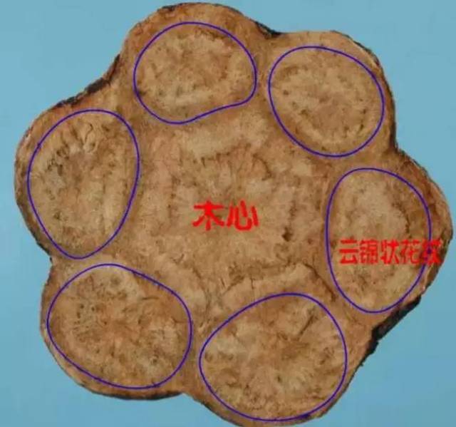 横切面外层有4～11个类圆形异型维管束环列,形成 云锦状花纹.