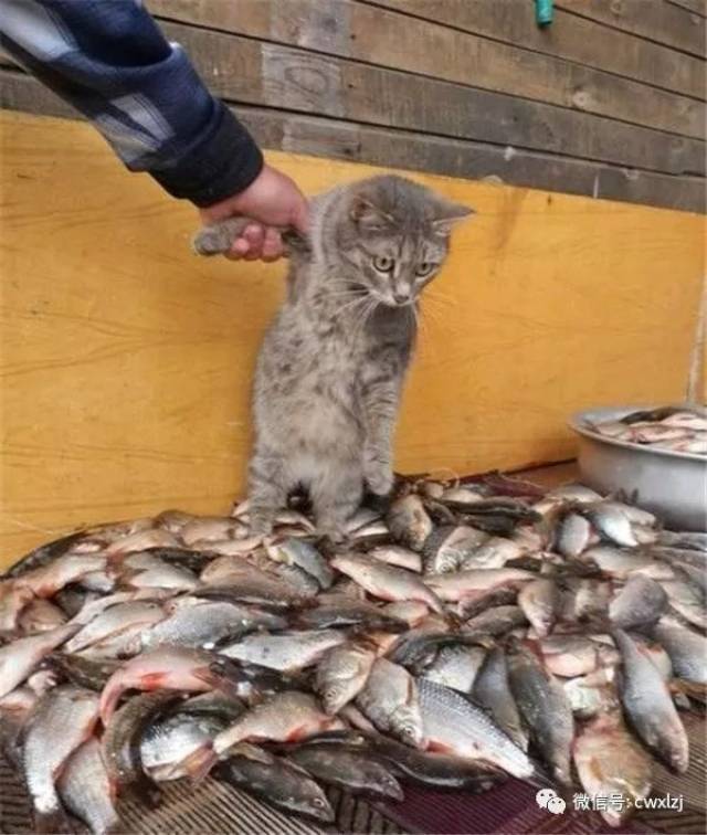 你一直以为猫和狗可以喂养同样的食物?那你大