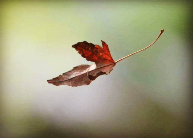 一片叶子 飘落到了地面上  叶落归根  一阵风儿 又把它送上了天空