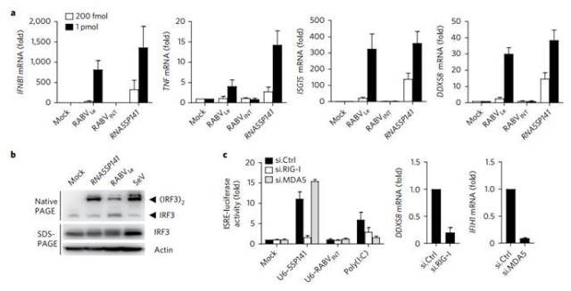 dna病毒激活rig-i信号的秘密!