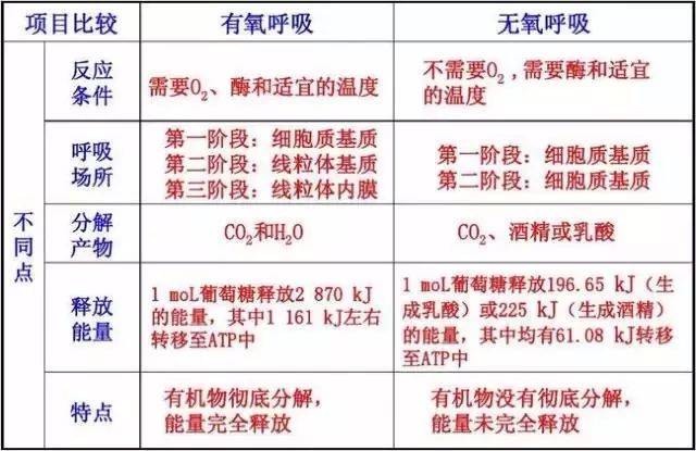 2co2 少量能量 或  c6h12o6——>2c3h6o3(乳酸) 少量能量 四,有氧呼吸