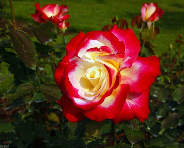 关于月季的诗词快来欣赏 关于月季的诗词快来欣赏