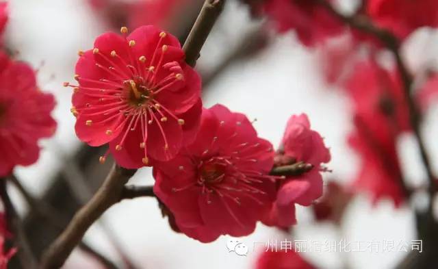 梅花_梅花花语大全,梅花的诗句,梅花的象征意义