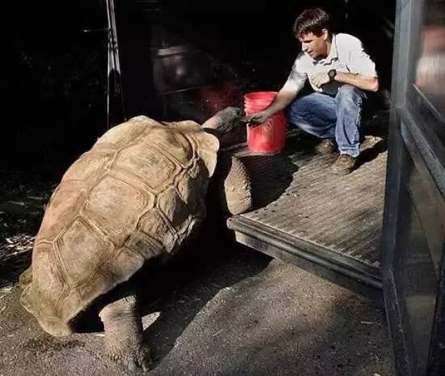 世界第一大陆龟和世界第二大陆龟的差距简直是两个不同的次元
