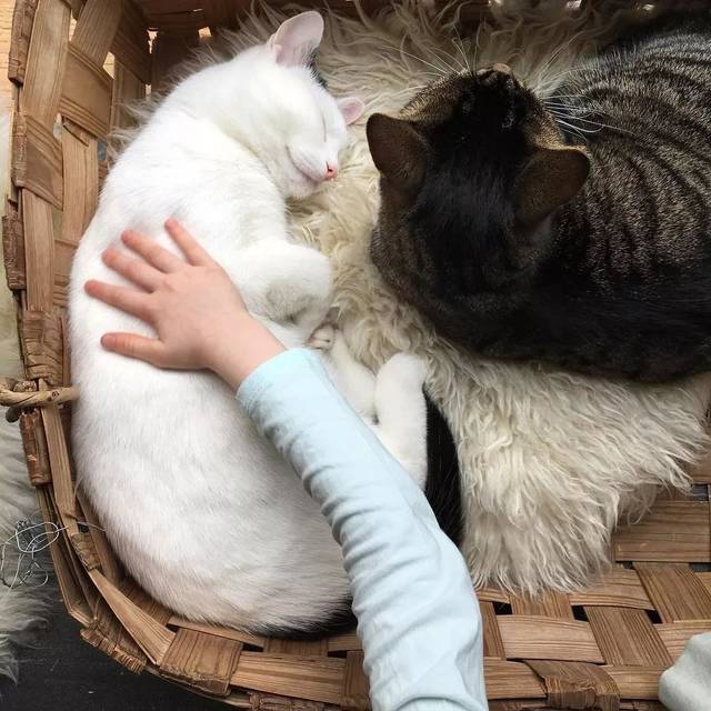 听说芬兰人民有社交障碍? 自从有猫就没在怕…