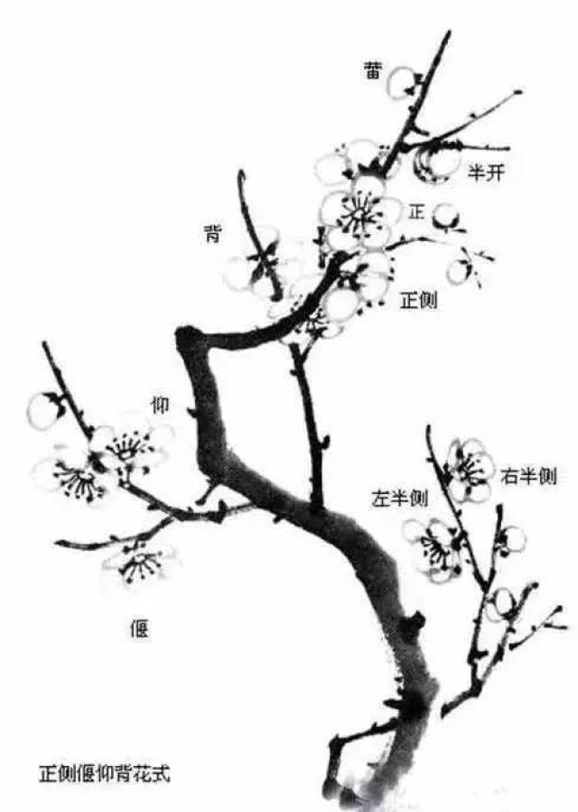 写意画,一般画单瓣为多.梅花为五瓣,花瓣呈圆形.