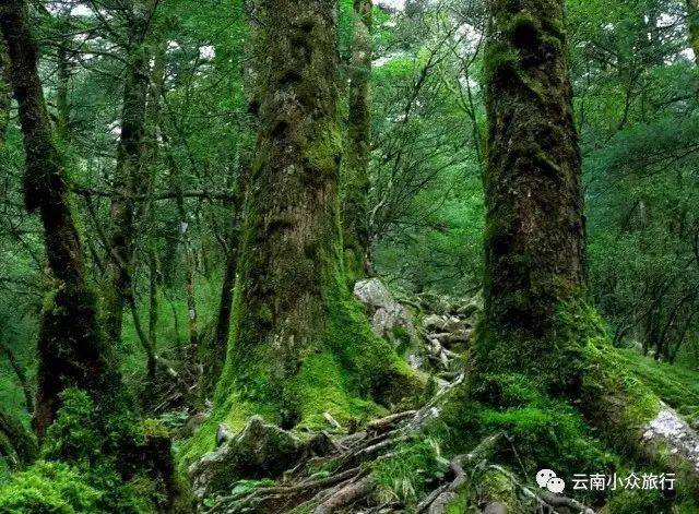 远看大厂原始森林像一道巨大的绿色屏障,横亘在轿子山东南,莽莽苍苍