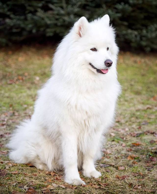 无论你看到的是幼年时期的小萨摩耶犬,还是长大后的成年萨摩耶犬,它们