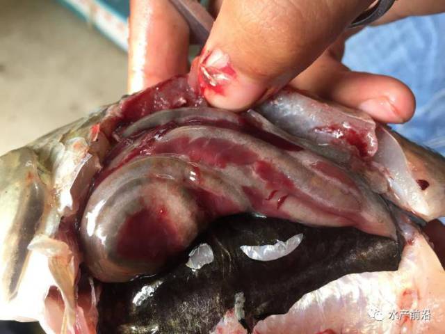 鱼康泰对鱼体肝胆,肠道修复作用明显,肝脏红润且富有弹性,肠道厚实,有
