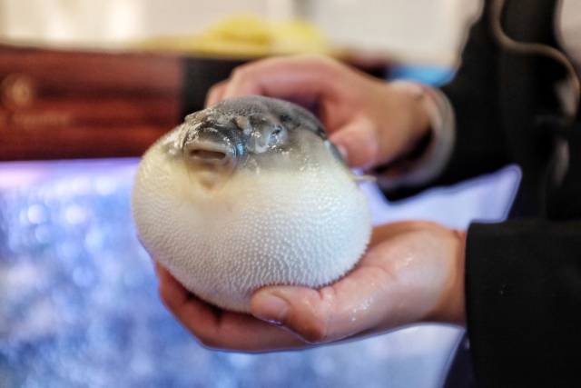 河豚的精子又叫"白子",生食没有什么味道,但是烤熟后又软又香,无论是