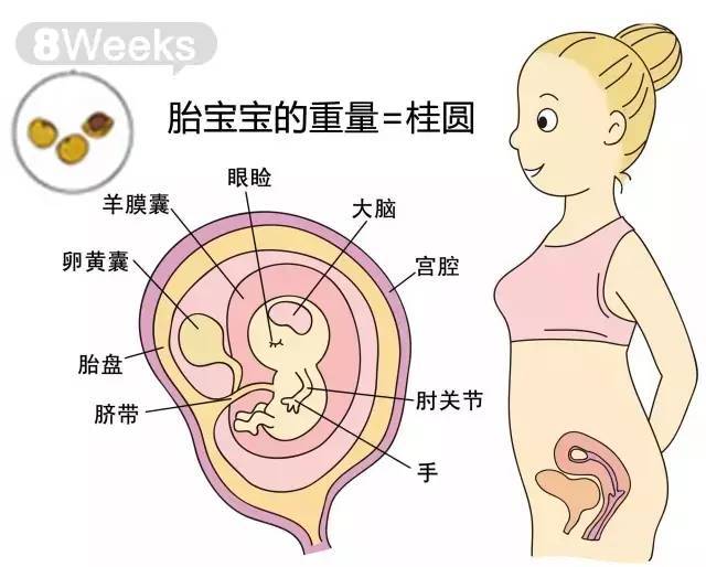 超详细的 胎儿各周成长标准数值 胎儿体重测算公式 