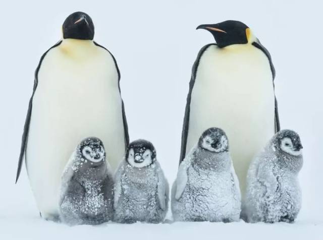 南极为它们提供了最适宜的舞台 它们或是独自顶风冒雪 (巴布亚企鹅