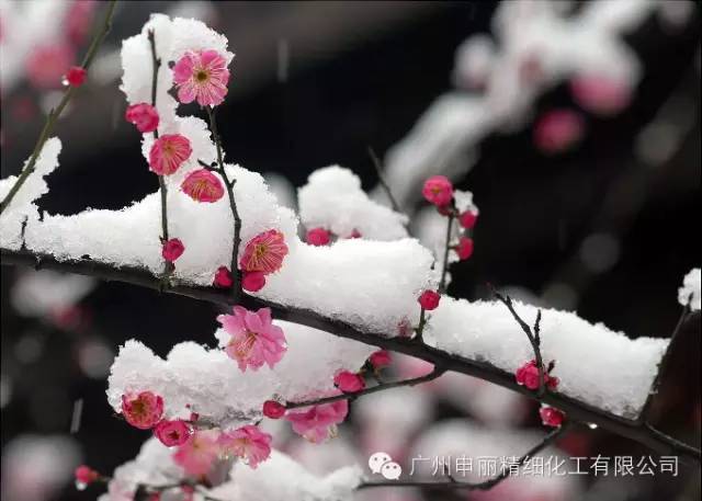 忆梅 李商隐 定定住天涯,依依向物华. 寒梅最堪恨,长作ツ年花.