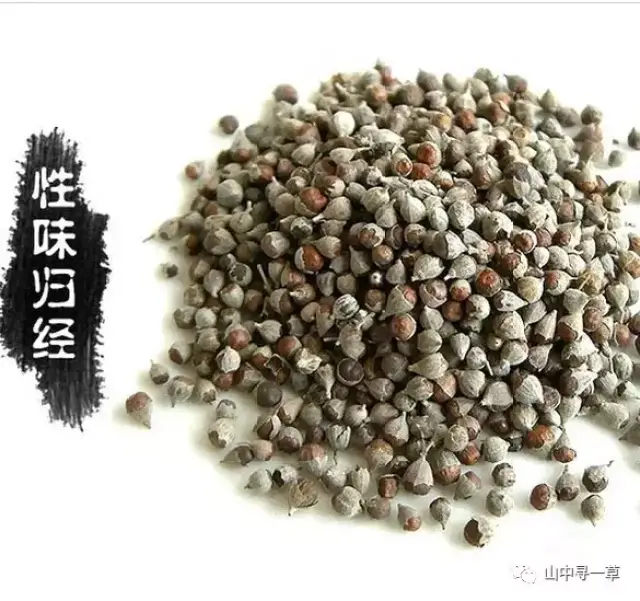 牡荆子的功效与作用