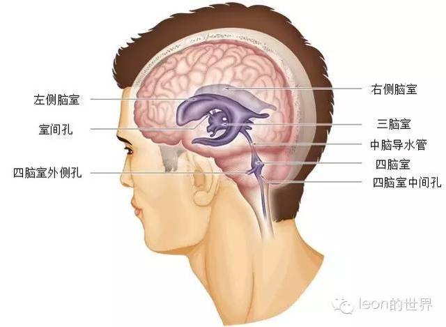三脑室通过双侧室间孔与双侧脑室相连,通过中脑导水管与四脑室相连