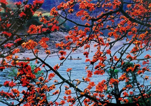 高黎贡山国家公园百花岭景区