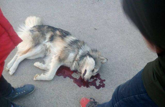 爸爸见义勇为帮路人追回钱包,哈士奇却被小偷的车碾死