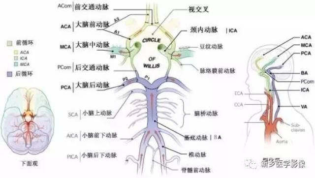 willis环及前后循环解剖示意图