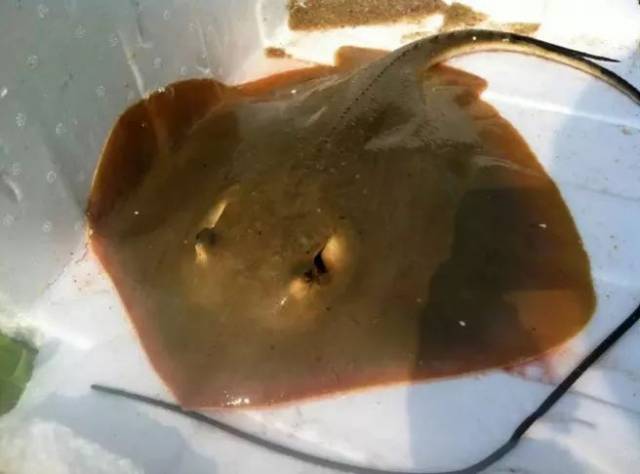 此鱼形状怪异,拖着一条硬而细长的尾巴被称为"魔鬼鱼"