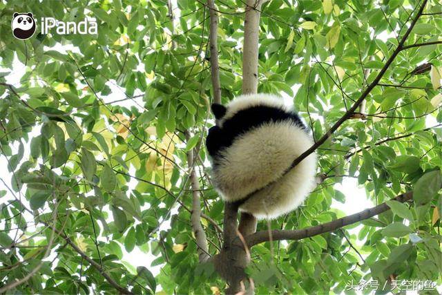 大熊猫爬树挂在树上像芝麻口味的汤圆 树枝险些被压断