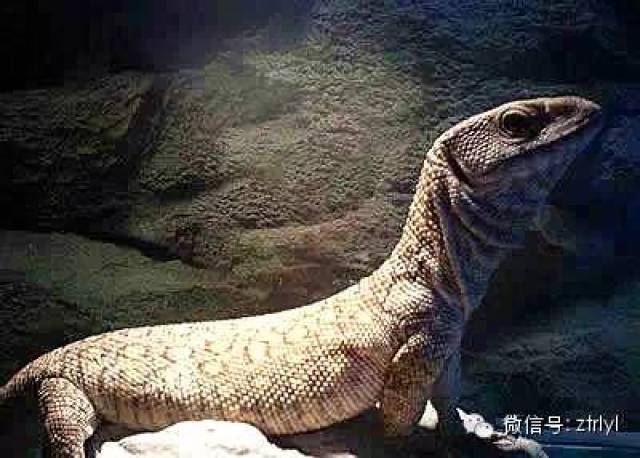 来自非洲大草原的小恐龙——平原巨蜥(varanus exanthematicus)