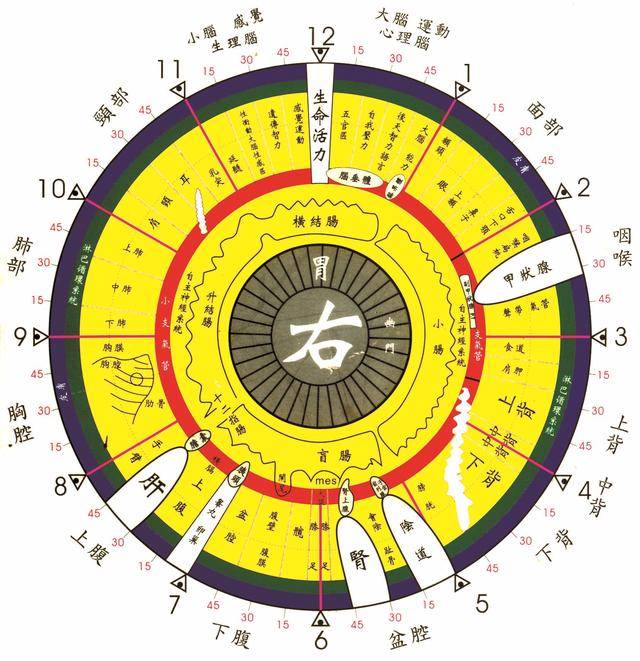 手诊面诊色诊:如何通过虹膜学来诊断健康