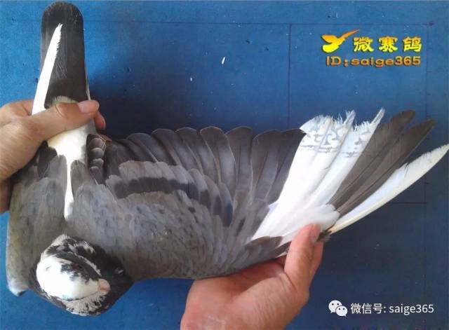 【鸽经验】花头白条鸽,爆发力十足!