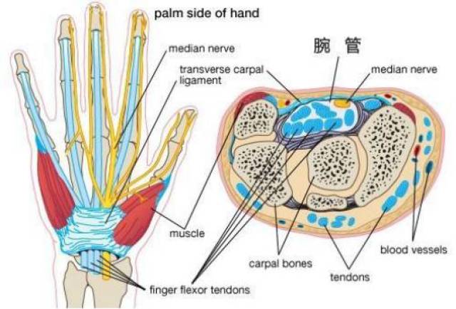 正中神经位于最浅层,直接处于腕横韧带