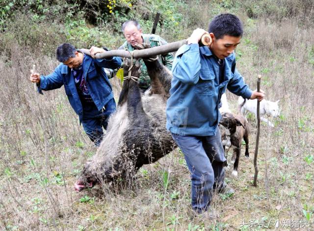 野猪肉虽好吃,但野猪来了真抓得住吗?抓野猪也是需要套路的!