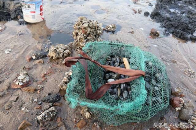 青岛冬日赶海乐,蚬母海蛎子大丰收成筐成桶往家提天然美味下酒菜