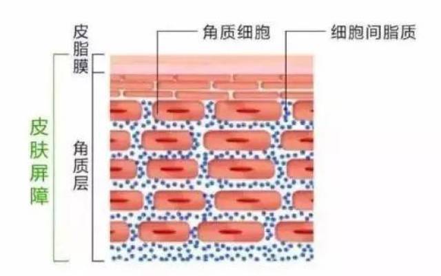 角质形成细胞周围的细胞间脂质】