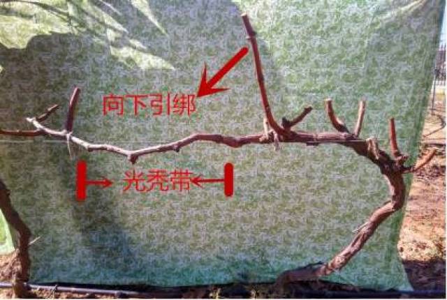 葡萄修剪技术图解(收藏版)