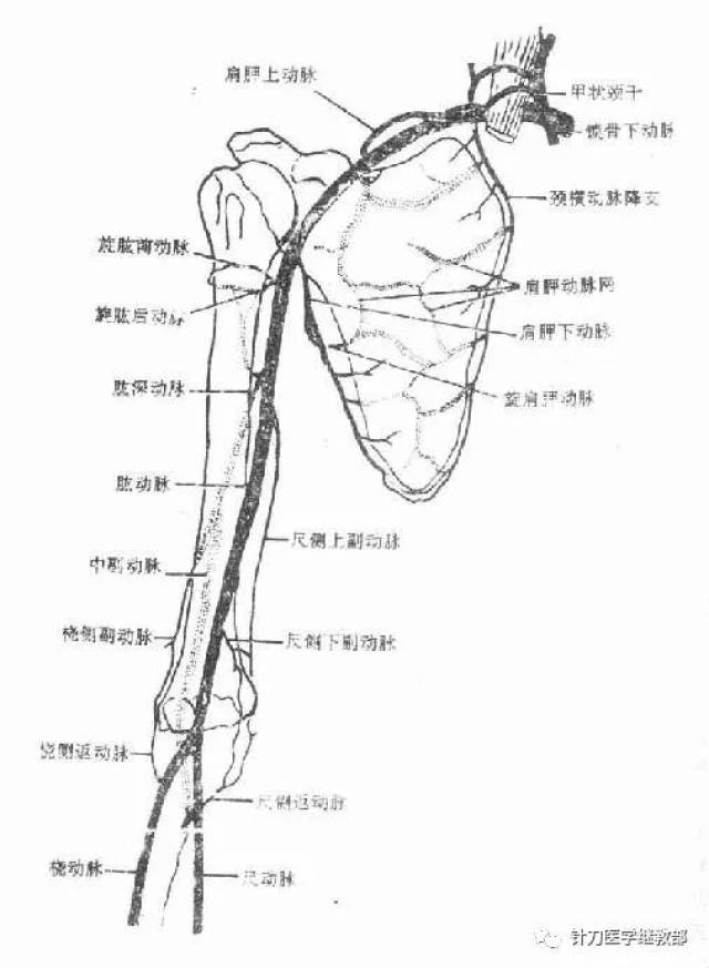 项背部浅层,肩胛区和三角肌区解剖