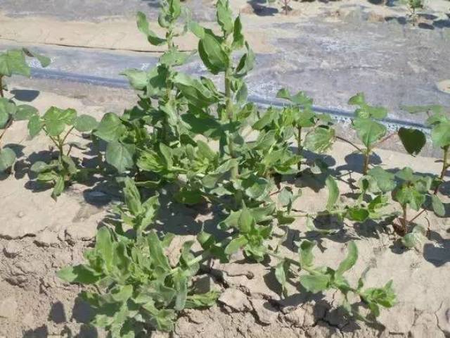 奶子草,田旋花,野葡萄,胖姑娘,刺刺牙,骆驼刺,冰草等