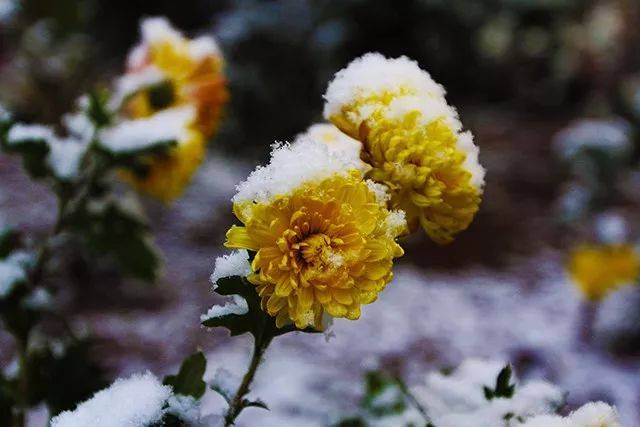 snow 飘落在菊花上的雪 扮作雪白的棉被 温暖了这个冬季 寒花开已尽