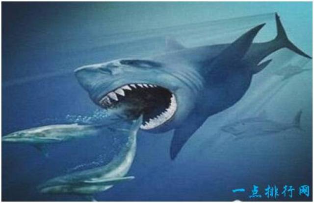 史上最大的鲨鱼,巨齿鲨体长19米左右,能捕食鲸鱼