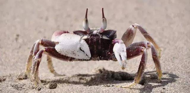 这螃蟹有大眼睛,还是横着走路呀!