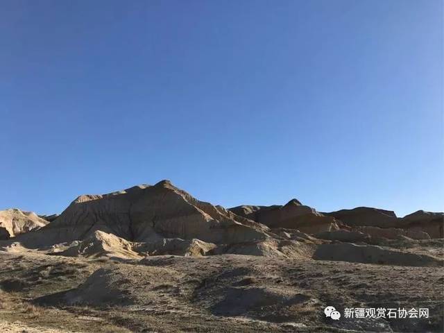 新疆阿勒泰北屯,杜热地区戈壁滩寻宝金丝玉,宝石光