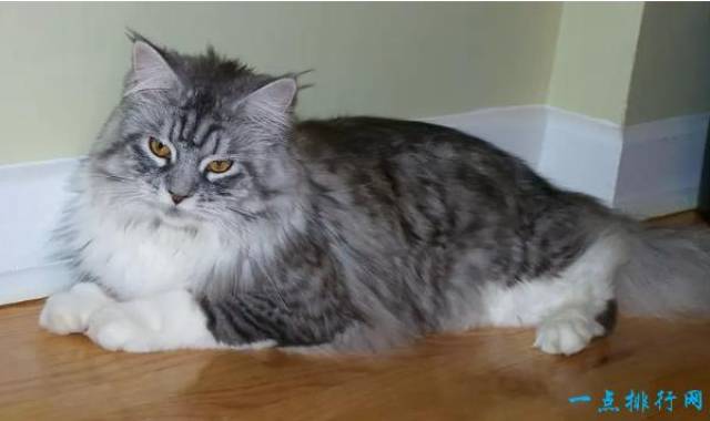 世界上最大的猫是什么品种的 acd43739f82c49dab693e3c42d64474c.jpeg