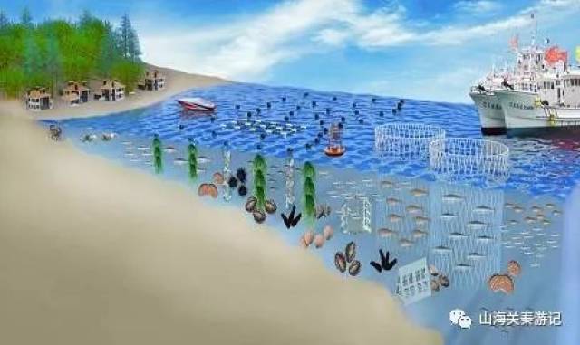 秦皇岛的海火了,国家级海洋牧场即将现身!